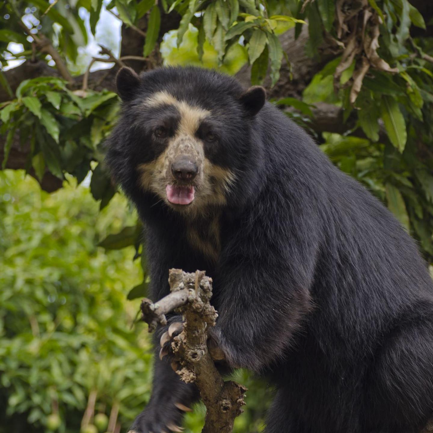 From Mist to Jungle: Ecuador’s Ultimate Mammal Expedition