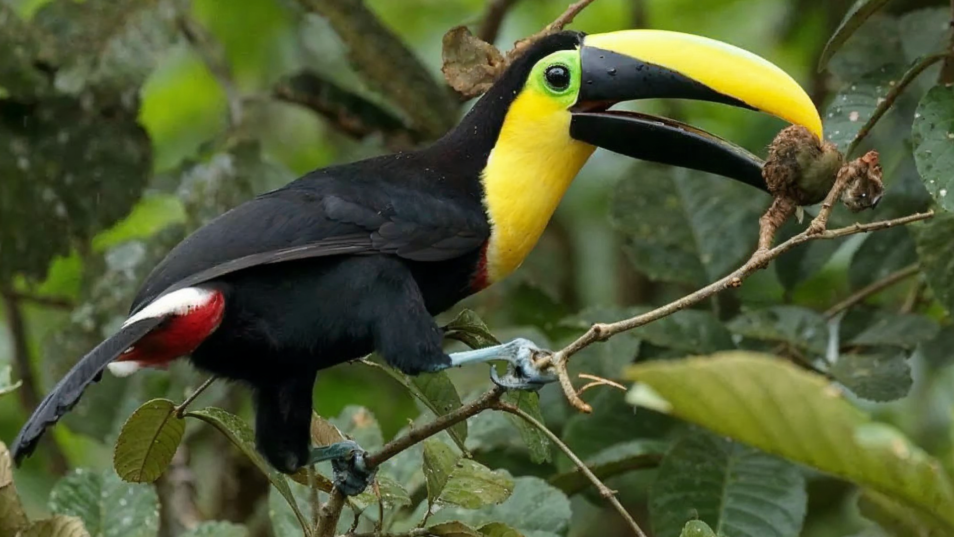 Ángel Paz Birding Experience