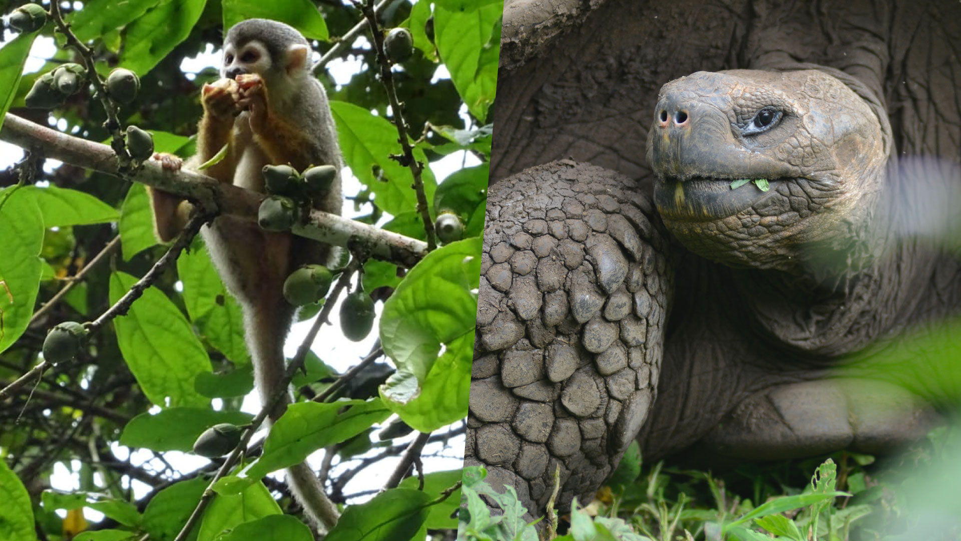 Two Worlds, One Journey: Amazon and Galápagos Still Wild Expedition