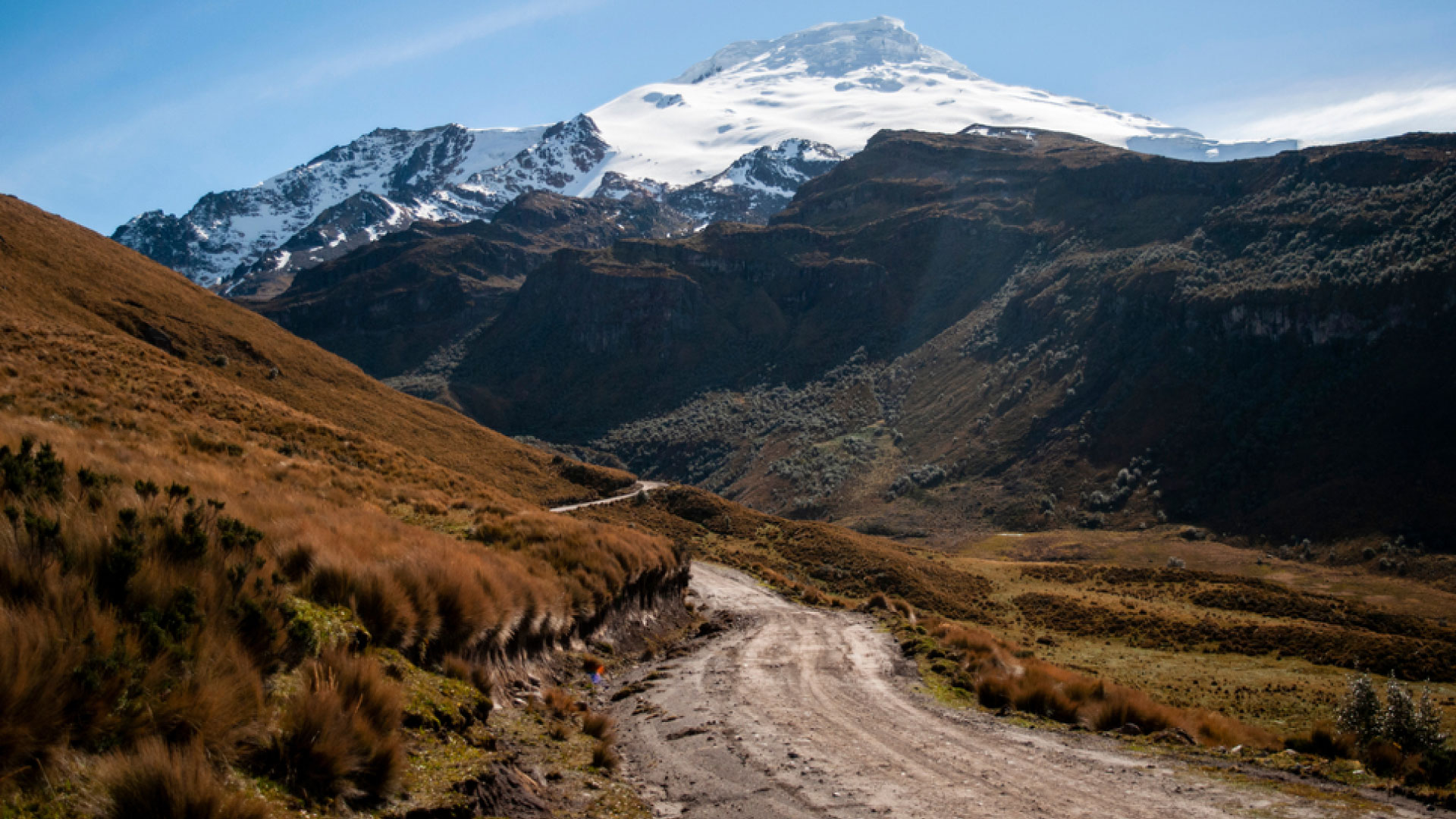 From Cloud Forest to High Andes: Tracking the Andean Bear Across Ecosystems