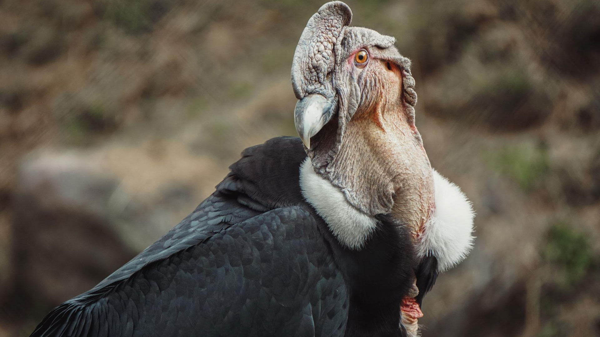 Ecuador – From Condors to Hummingbirds