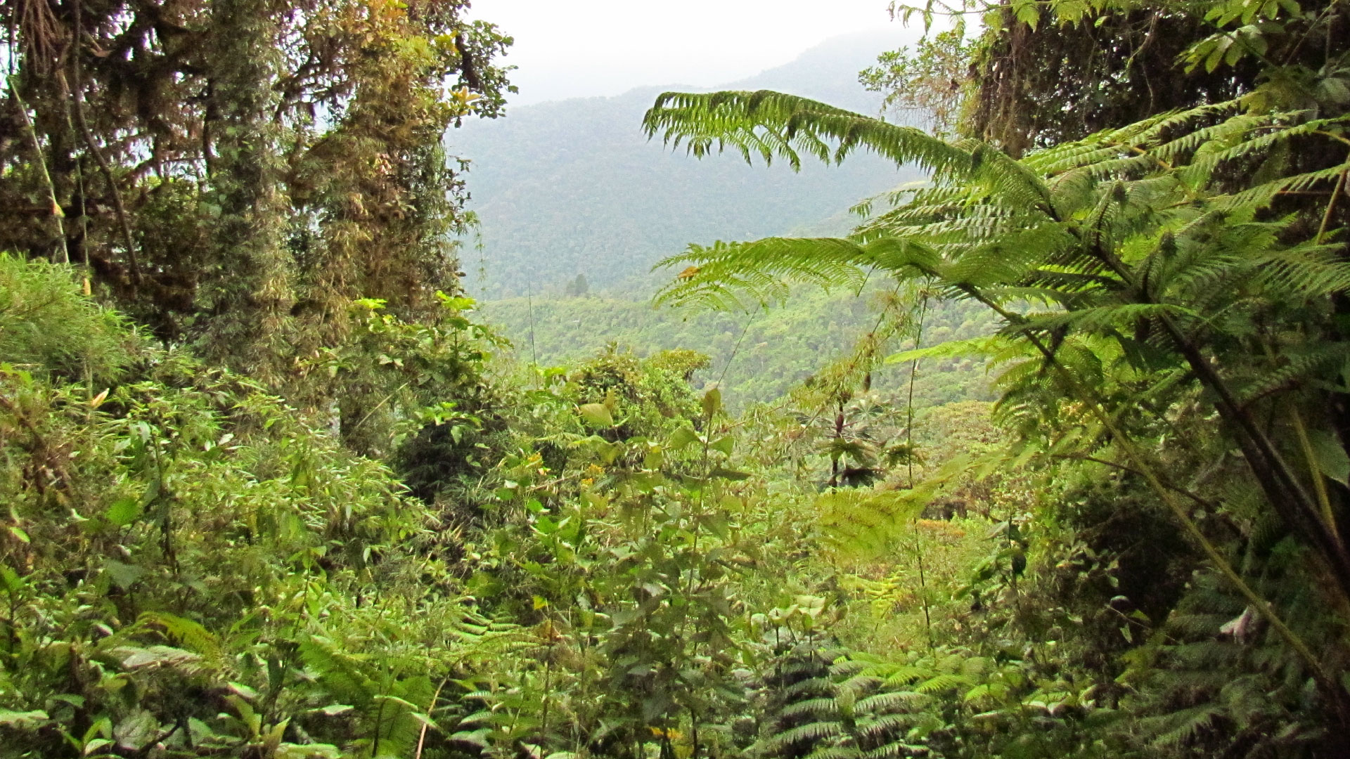 Where Nature Breathes: Ecuador – Western Jewels