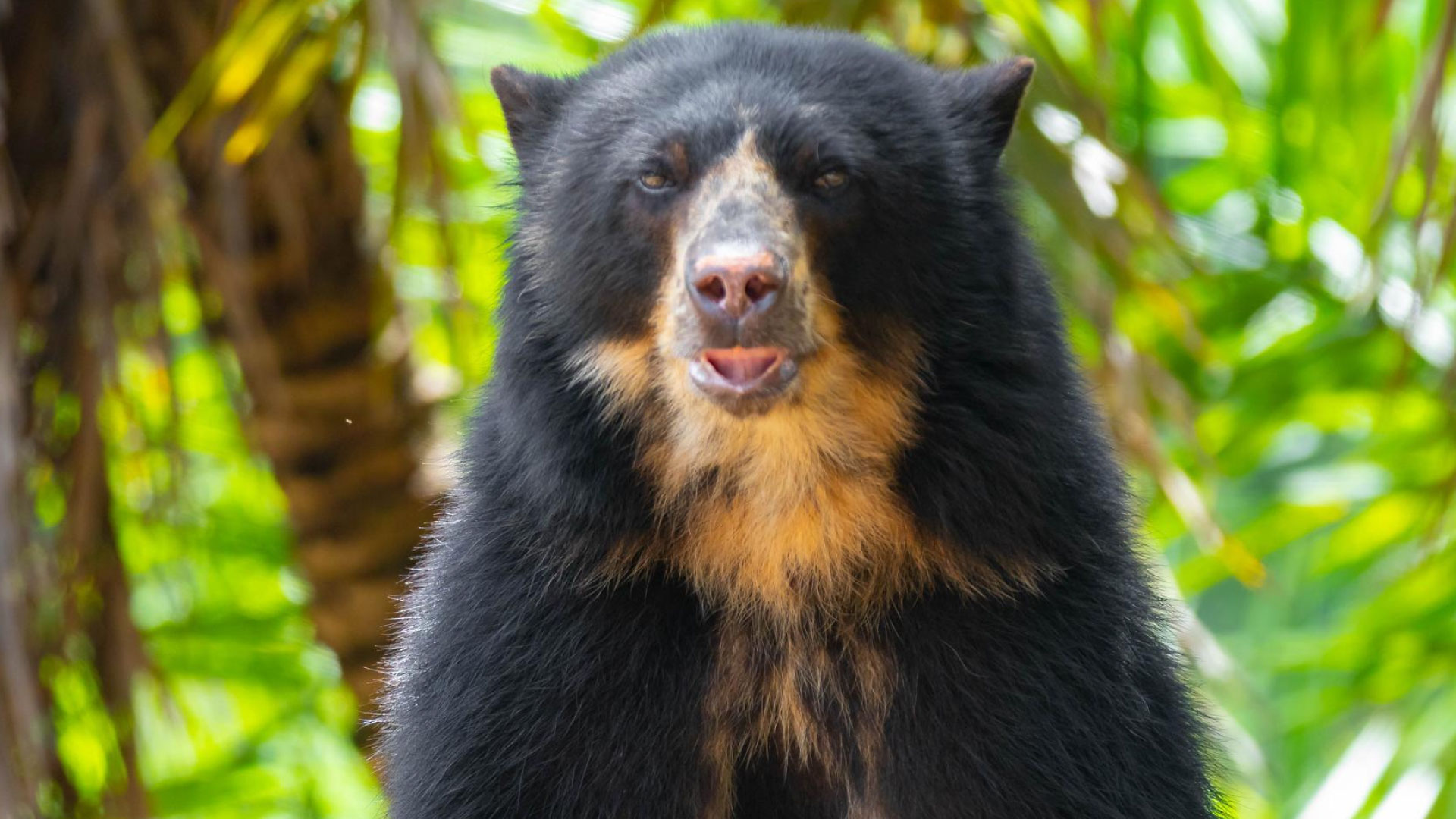 Up Close with the Andean Bear: A Wildlife Experience Like No Other