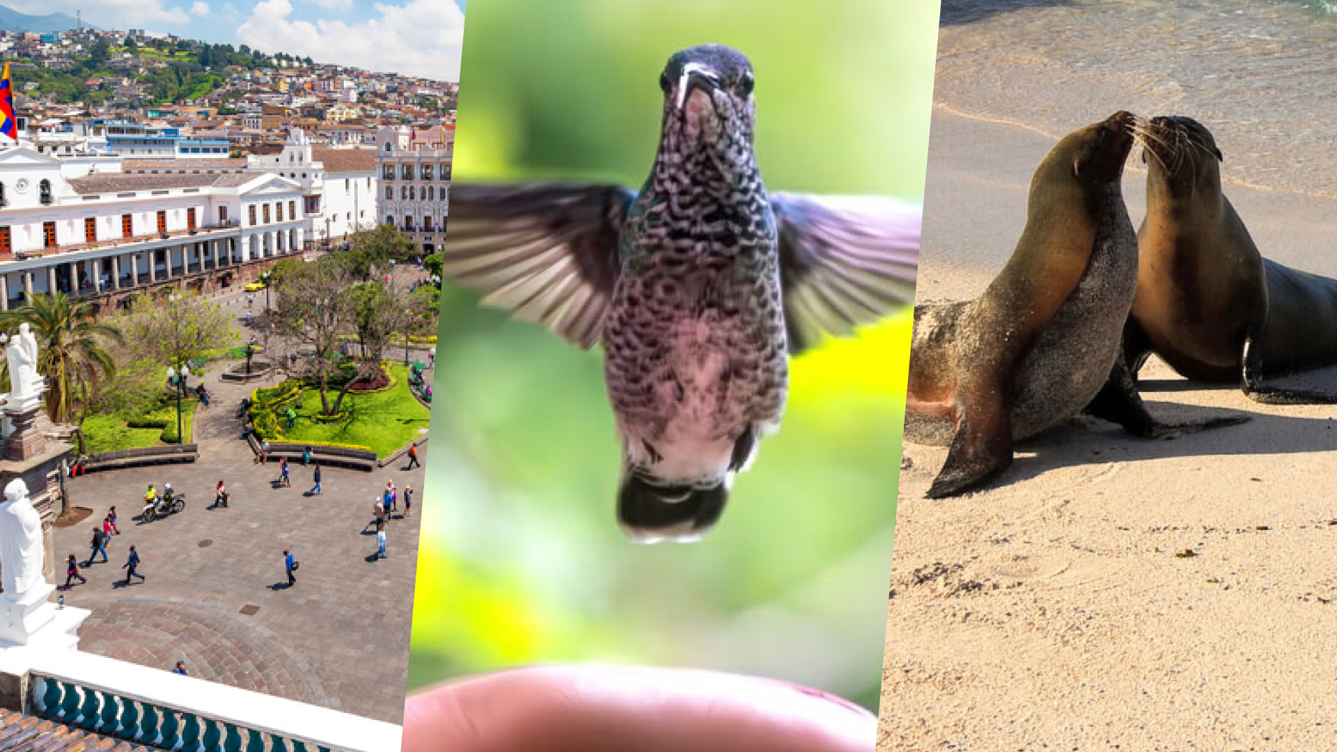 Ecuador Highlights – Quito, Mindo and Galápagos