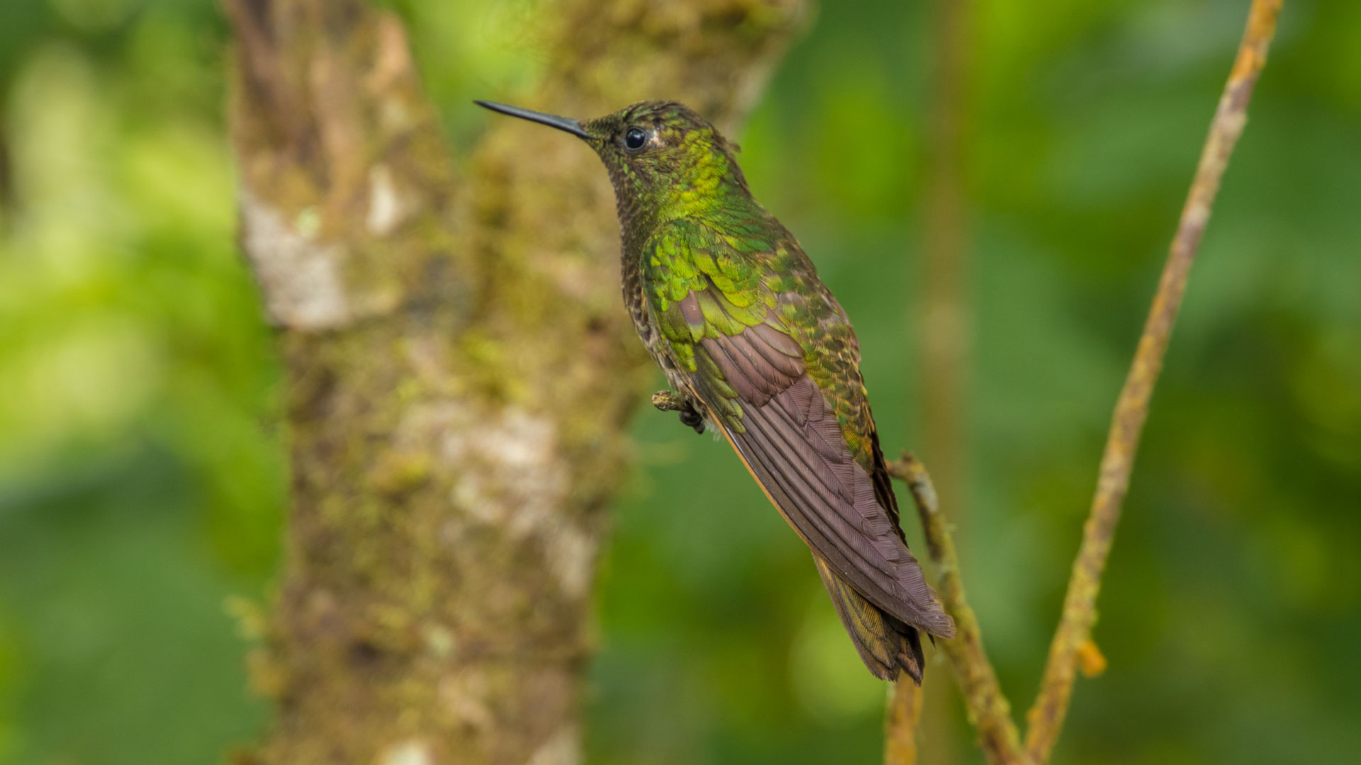 Ecuador – Where Nature Breathes: A Journey from Highlands to Rainforest