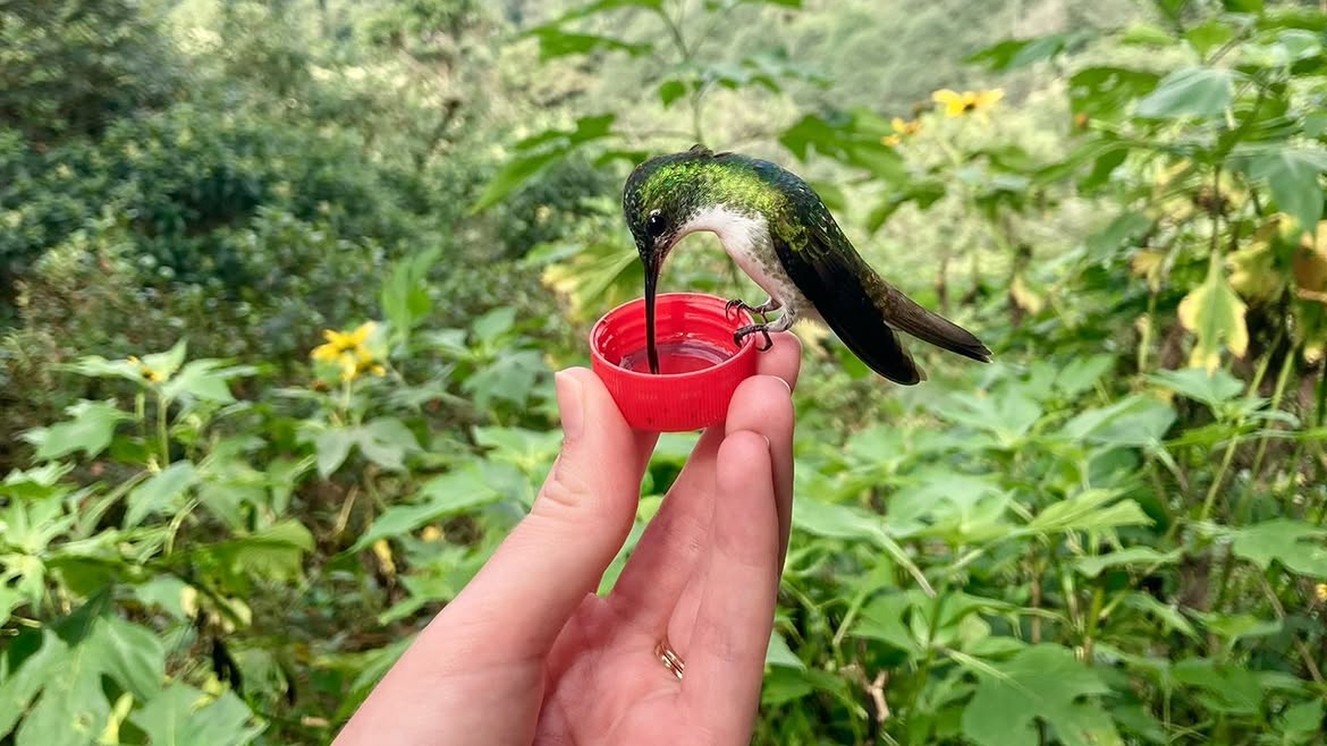 Mindo Birding Day — Cloud Forest Hummingbirds, Tanagers & Butterflies