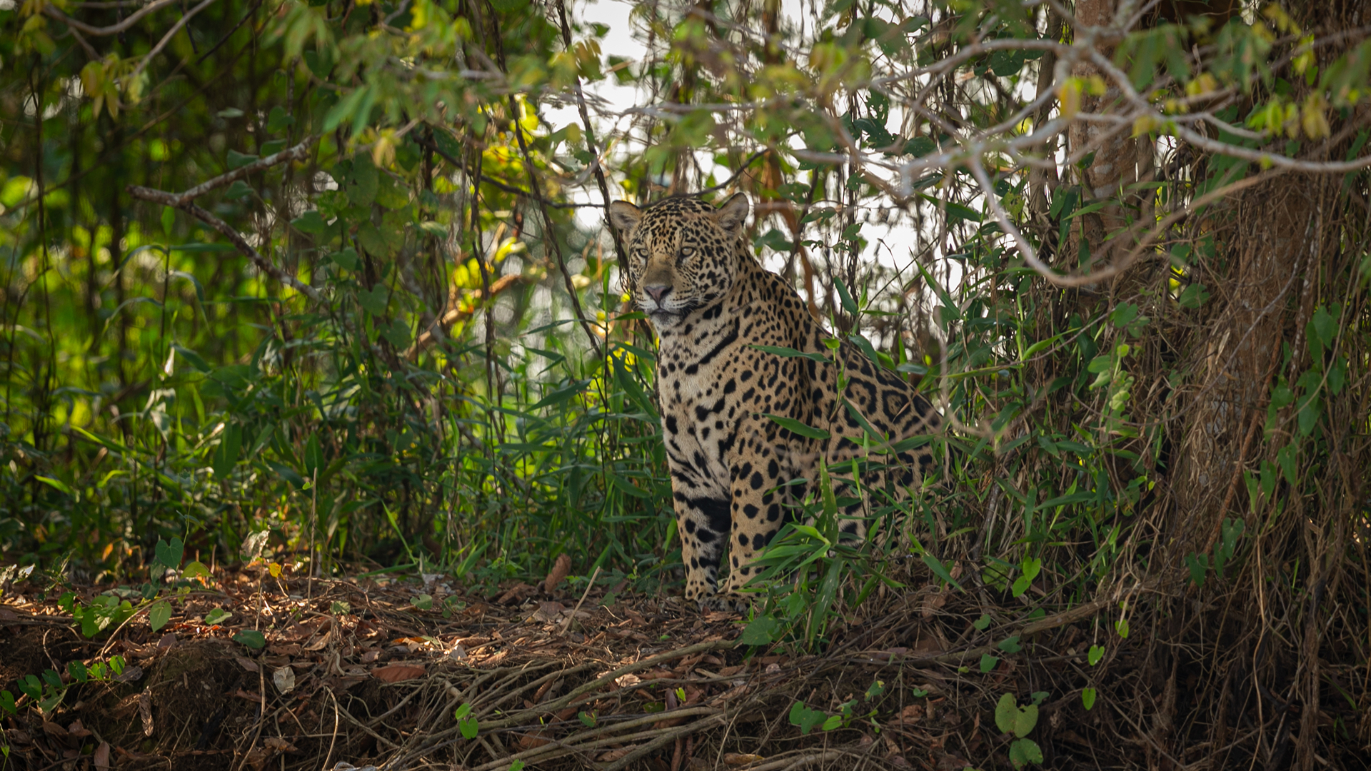Jaguar in Brazil